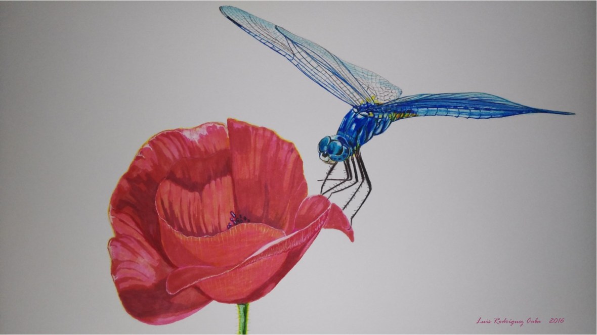 Libélula con Amapola