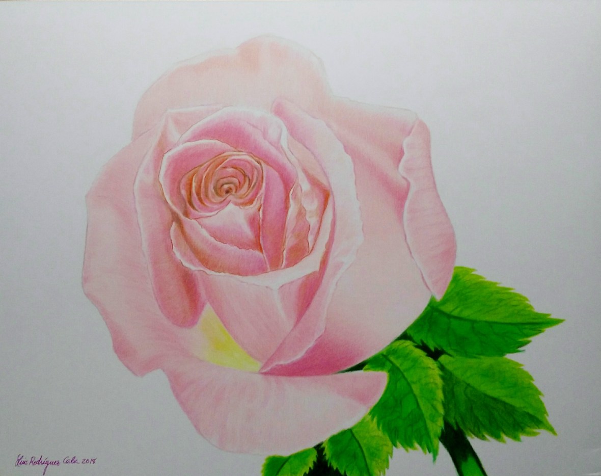 Dibujo de una Rosa